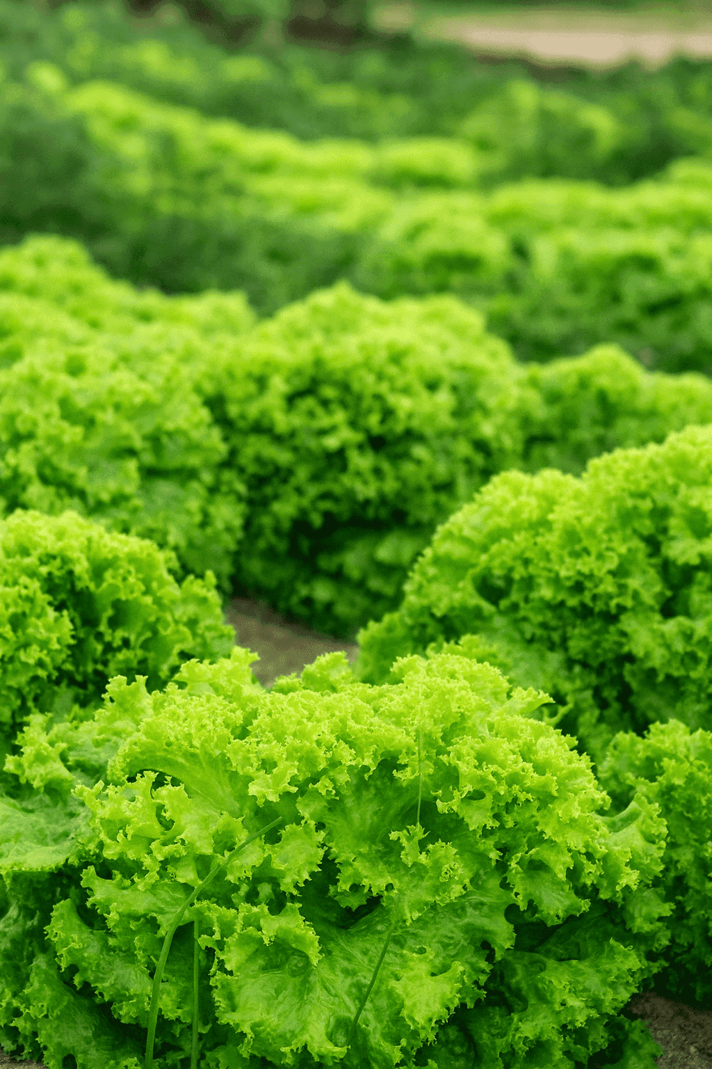 Preparação do Solo